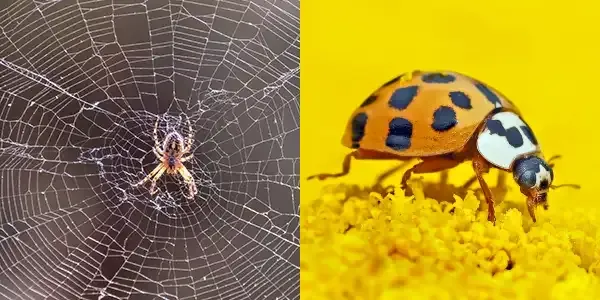 spider and beetle